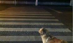 人与狗视频,温馨情感共鸣